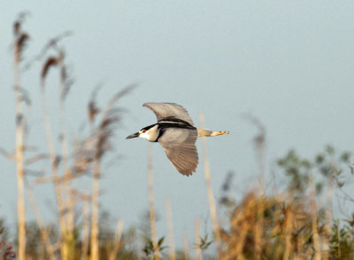 Black-crowned Night-heron - Nycticorax nycticorax