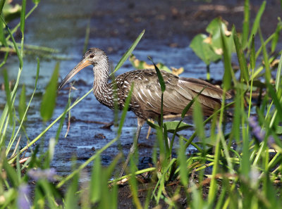 Limpkin - Aramus guarauna