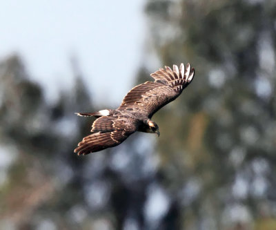 Snail Kite - Rostrhamus sociabilis