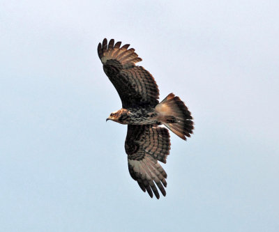 Snail Kite - Rostrhamus sociabilis