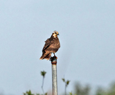 Snail Kite - Rostrhamus sociabilis