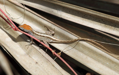 Brown Anole - Anolis sagrei