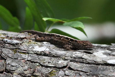 Brown Anole - Anolis sagrei