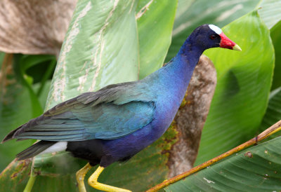 Purple Gallinule - Porphyrio martinicus