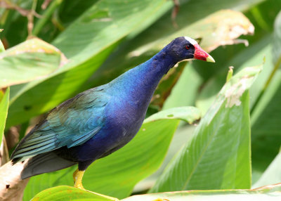 Purple Gallinule - Porphyrio martinicus