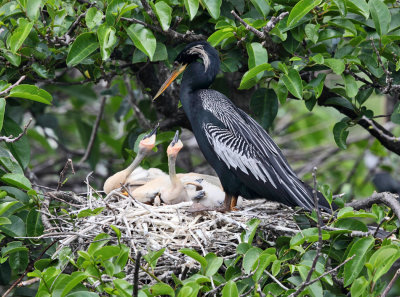 Anhinga - Anhinga anhinga (on nest with chicks)