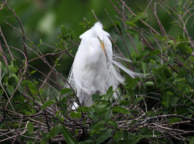 Great Egret - Ardea alba (on nest)