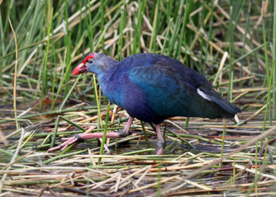  Gray-headed Swamphen - Porphyrio poliocephalus 