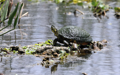 Peninsula Cooter - Pseudemys floridana peninsularis