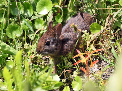 Marsh Rabbit - Sylvilagus palustris