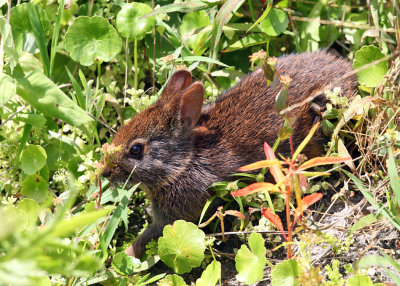 Marsh Rabbit - Sylvilagus palustris