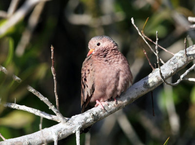 Common Ground-Dove - Columbina passerina