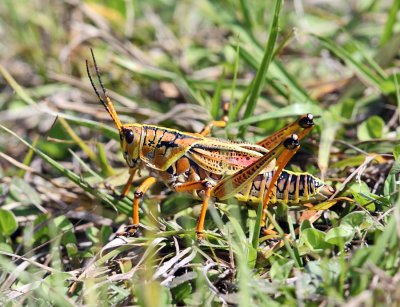 Southeastern Lubber - Romalea microptera