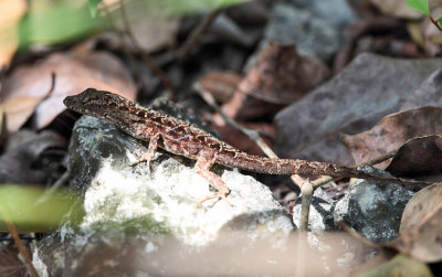 Brown Anole - Anolis sagrei