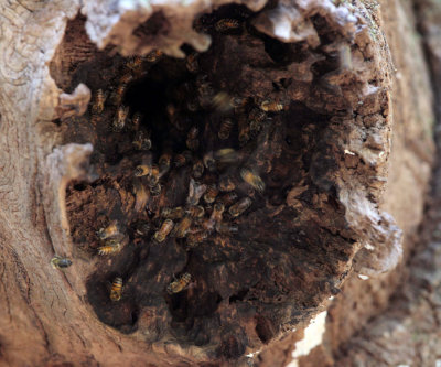 Honey Bee hive - Apis mellifera