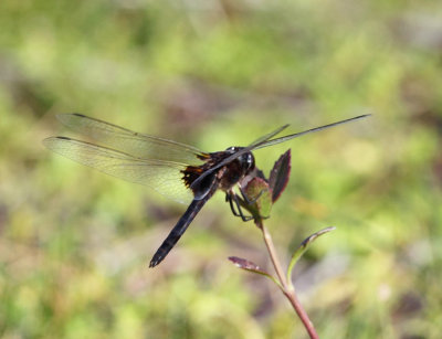 Marl Pennant - Macrodiplax balteata