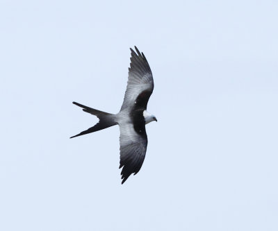 Swallow-tailed Kite - Elanoides forficatus