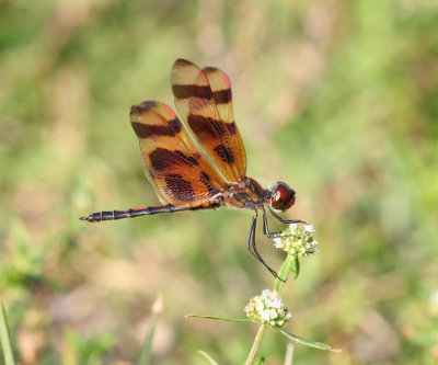 Halloween Pennant - Celithemis eponina