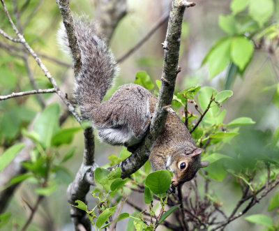 Eastern Gray Squirrel - Sciurus carolinensis