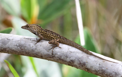 Brown Anole - Anolis sagrei