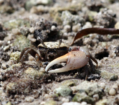 Fiddler Crab - Uca sp.