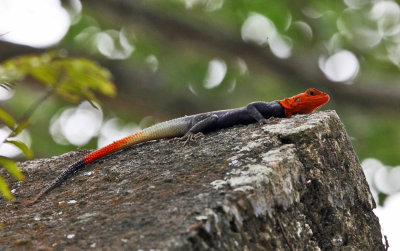 Peters's Rock Agama - Agama picticauda