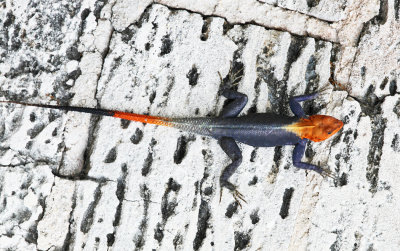 Peters's Rock Agama - Agama picticauda 