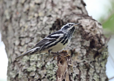 Black-and-white Warbler - Mniotilta varia