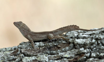 Puerto Rican Crested Anole - Anolis cristatellus