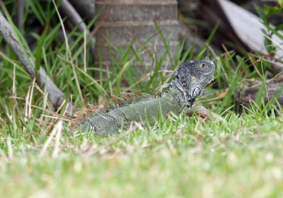 Green Iguana - Iguana iguana