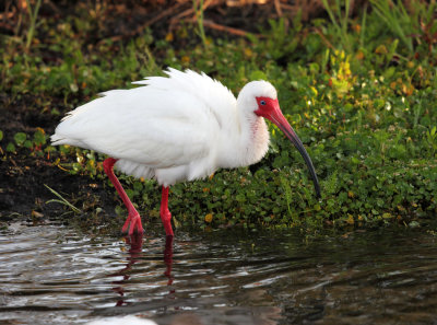 White Ibis - Eudocimus albus