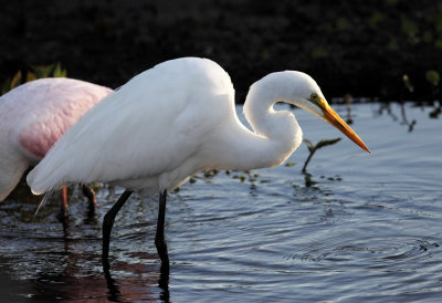 Great Egret - Ardea alba