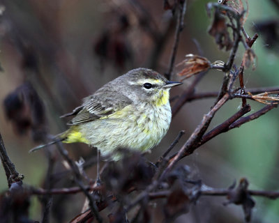 Palm Warbler - Setophaga palmarum