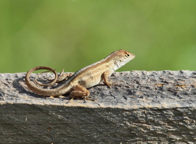 Brown Anole - Anolis sagrei