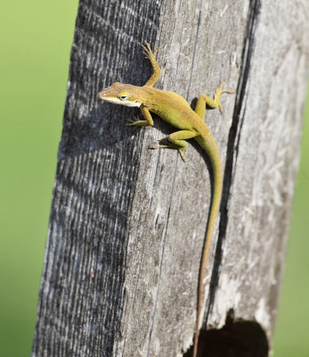 Green Anole - Anolis carolinensis