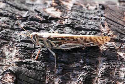 American Bird Grasshopper - Schistocerca americana