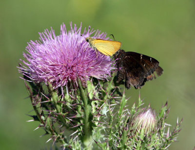 Least Skipper - Ancyloxypha numitor