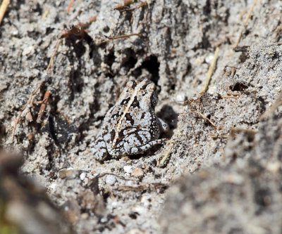 Oak Toad - Anaxyrus quercicus