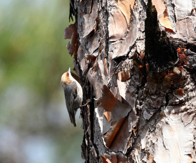 Brown-headed Nuthatch - Sitta pusilla