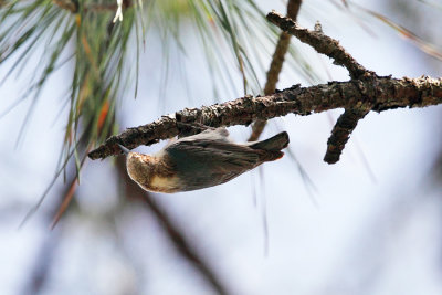 Brown-headed Nuthatch - Sitta pusilla