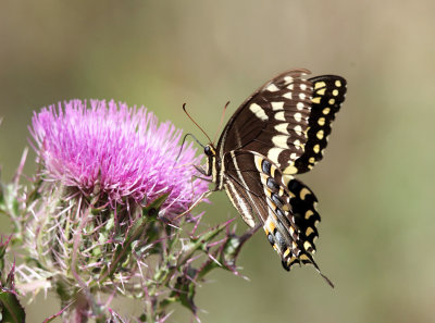 Palamedes Swallowtail - Papilio palamedes