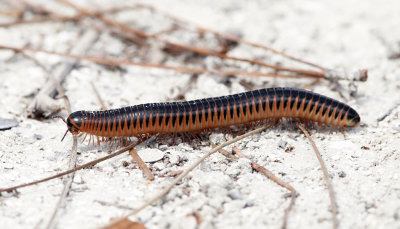 Florida Ivory Millipede - Chicobolus spinigerus