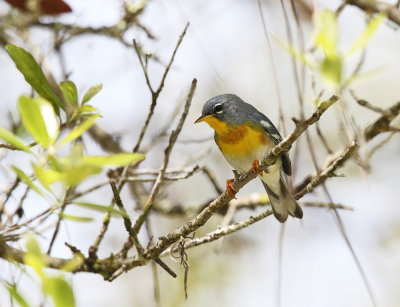 Northern Parula - Setophaga americana