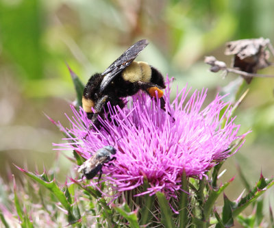American Bumble Bee - Bombus pensylvanicus