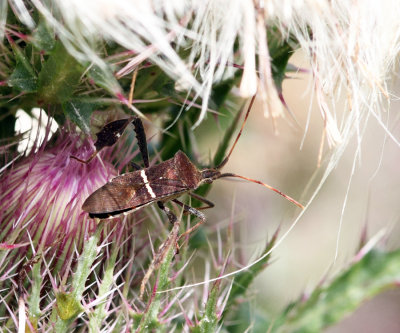 Leptoglossus phyllopus