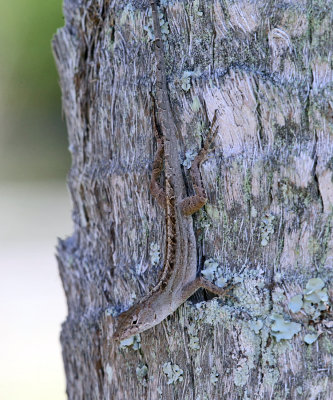 Brown Anole - Anolis sagrei