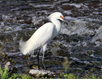 Snowy Egret - Egretta thula 