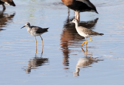 Lesser Yellowlegs - Tringa flavipes