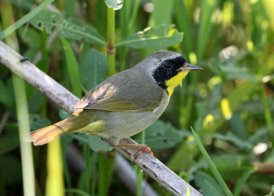 Common Yellowthroat - Geothlypis trichas