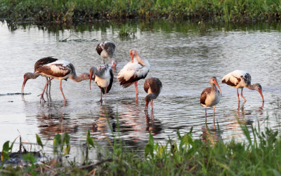 White Ibis - Eudocimus albus